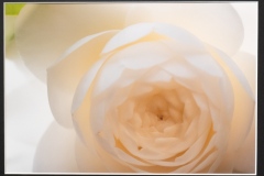 (27) 202601 作品展： 中山謙一郎 (写真) 朝の陽に輝き静か白椿 　(氷室椿園）-2