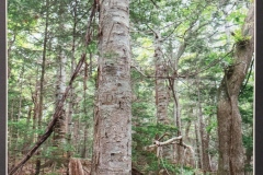 (22) 202601 作品展： 卯辰昇 (写真) 登ろうかな　 (北海道知床）