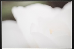 (27) 202601 作品展： 中山謙一郎 (写真) 朝の陽に輝き静か白椿 　(氷室椿園）