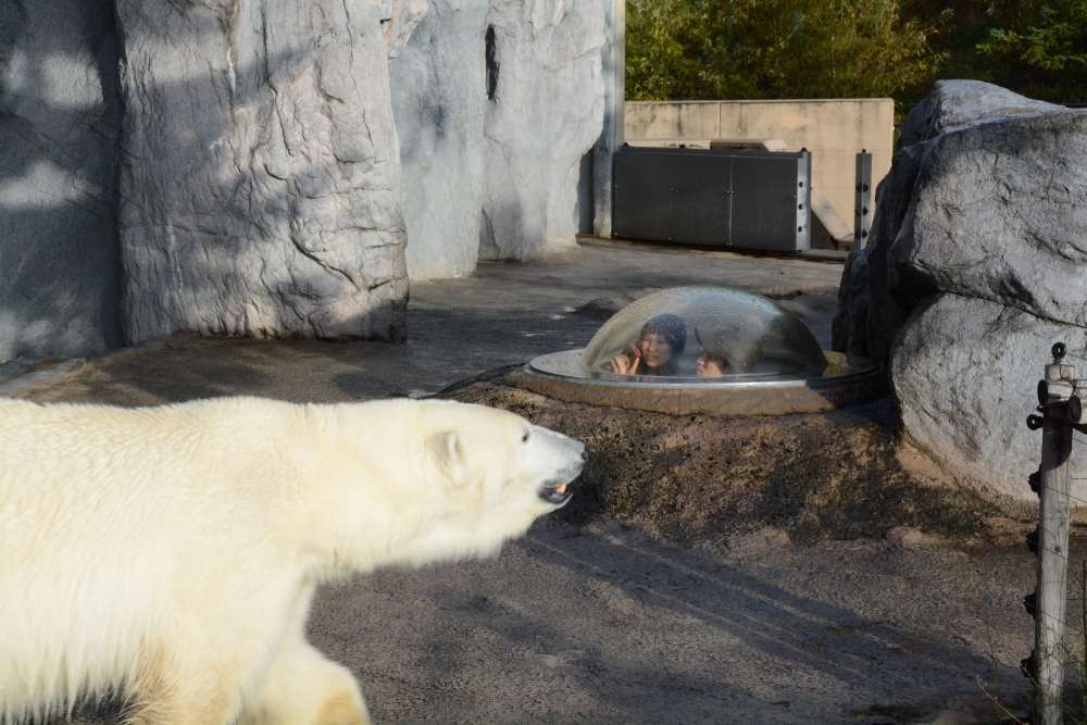 「旭山動物園」ホッキョクグマにご挨拶